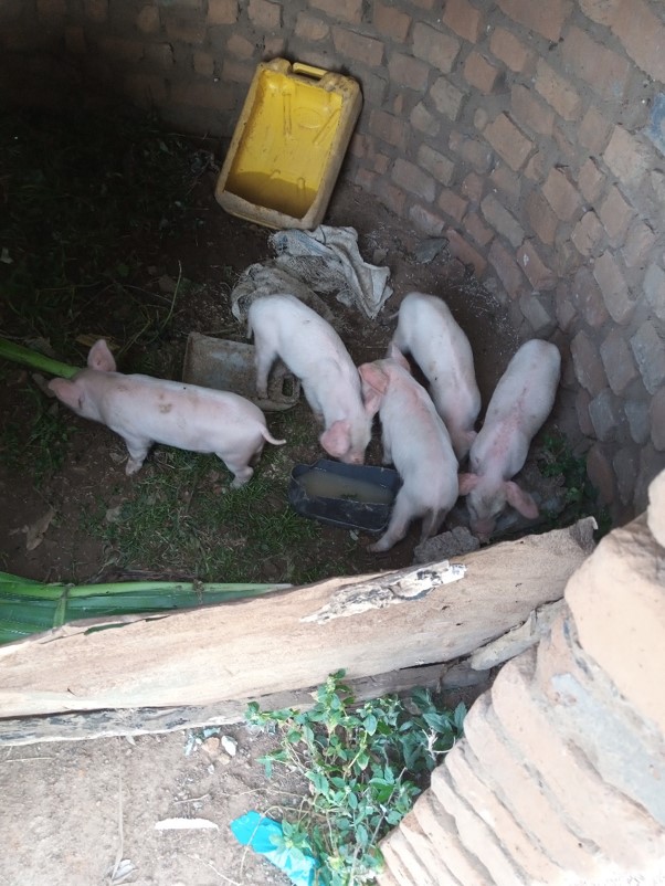 Akol Godfrey a Cohort 6 Scholar started a piggery project with 5 white large piglets.